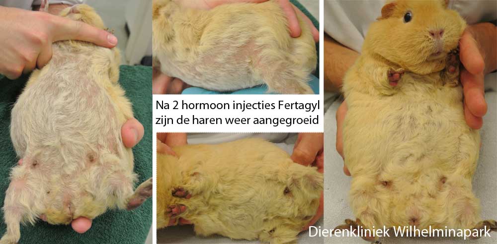 Hormonale behandeling en leegzuigen behandeling resultaat